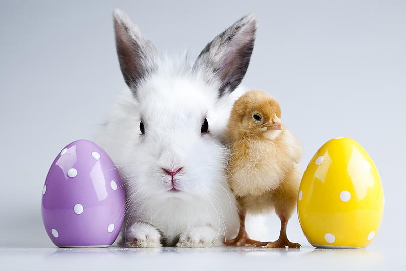 Osterhase mit Küken inmitten von violettem und gelbem Ei