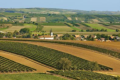 Landschaft im Sommer Weinviertel Österreich