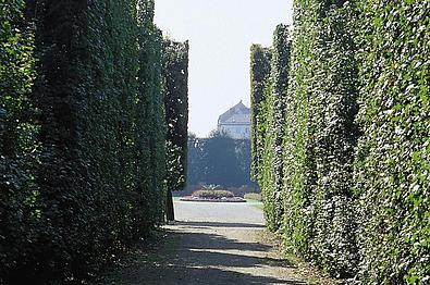 Grüne Strauchallee mit Kiesweg