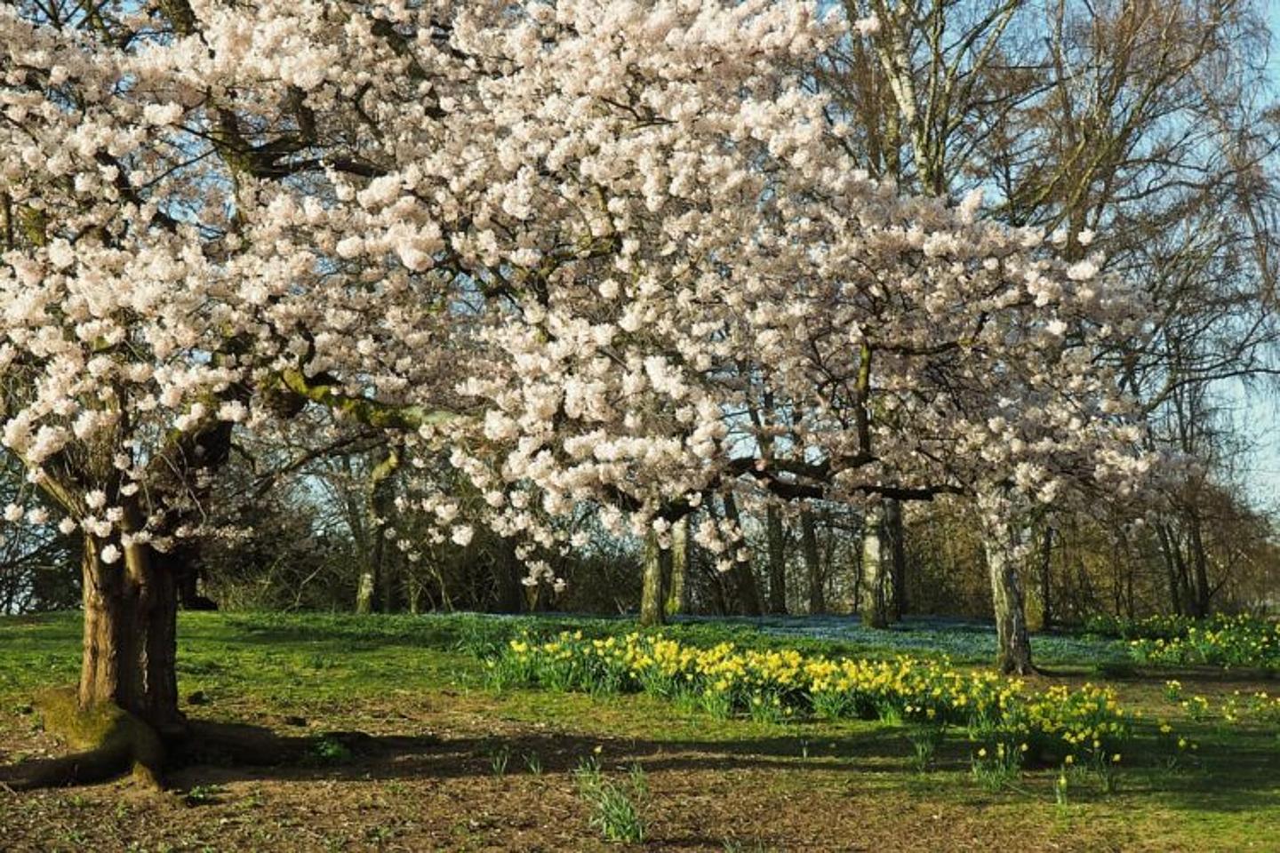 Baum in voller Blüte, Pollen fliegen durch die Luft.