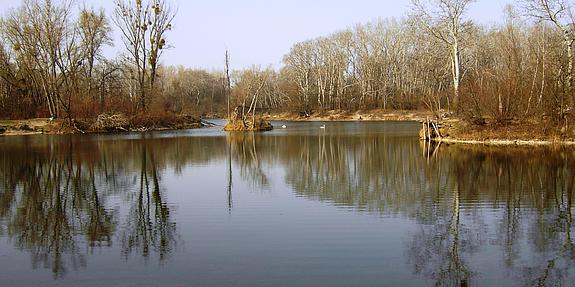 Gewässer und Bäume in der Lobau