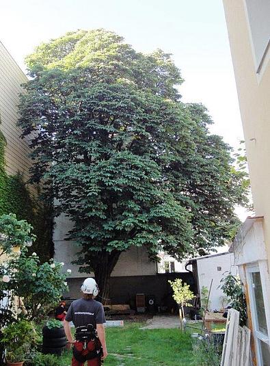 Großer Baum mit dichter Krone