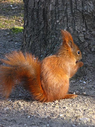 braunes heimisches Eichhörnchen 