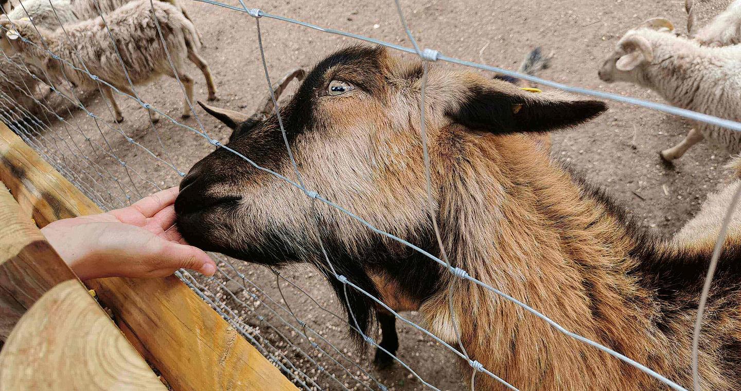 Eine braune Ziege wird mit Mais von der Hand aus gefüttert, während sie ihre Schnauze durch die Maschen des Drahtzauns steckt