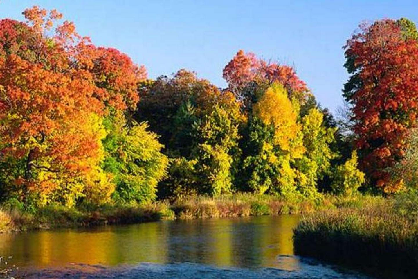 Bäume mit bunten Blättern im Herbst