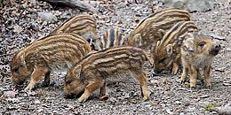 kleine Wildschweinbabies auf der Futtersuche