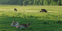 Rehe auf der Wiese im Lainzer Tiergarten