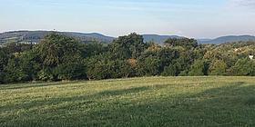 Grüne Wiese vor Wald