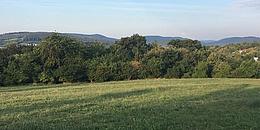 Grüne Wiese vor Wald