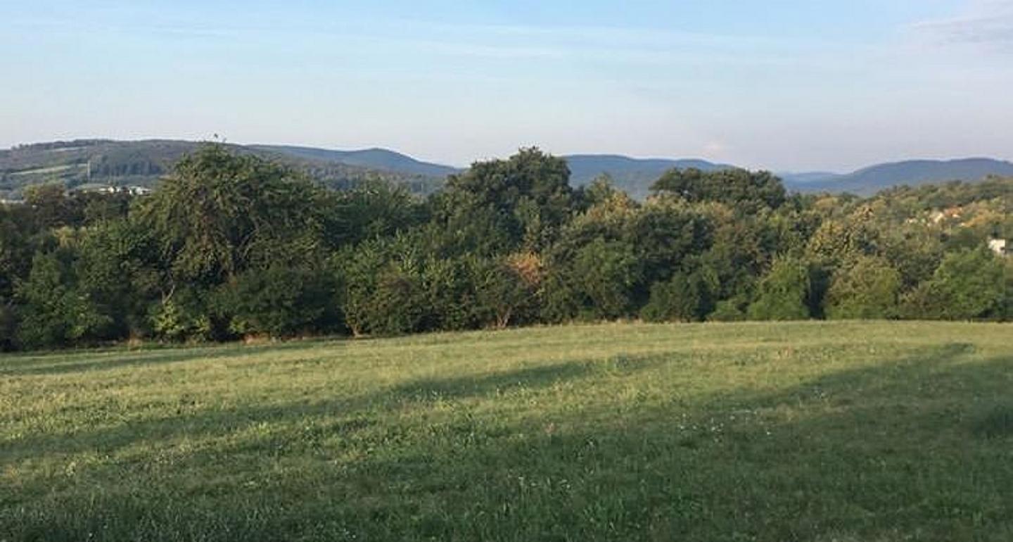 Grüne Wiese vor Wald