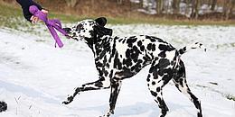 Ein schwarz-weiß gefleckter Hund spielt im Schnee