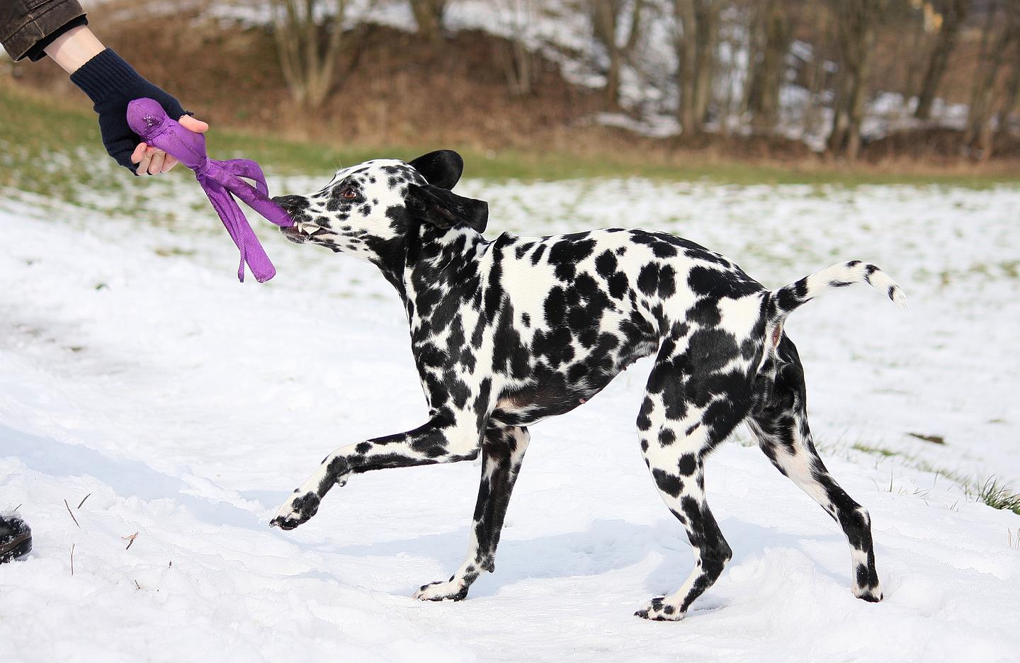 Ein schwarz-weiß gefleckter Hund spielt im Schnee