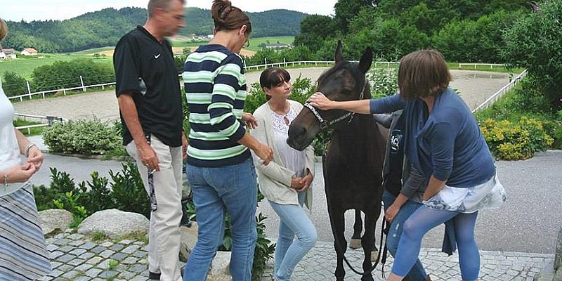 Menschen stehen rund um schwarzes Pferd und streicheln es