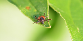 Zecke auf Blatt