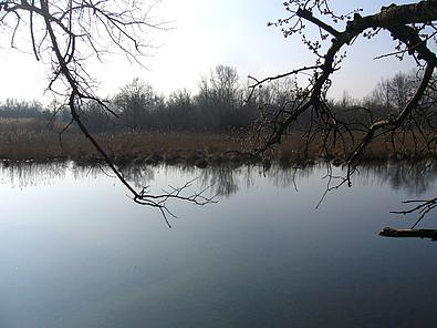 Wald bei den Donauauen