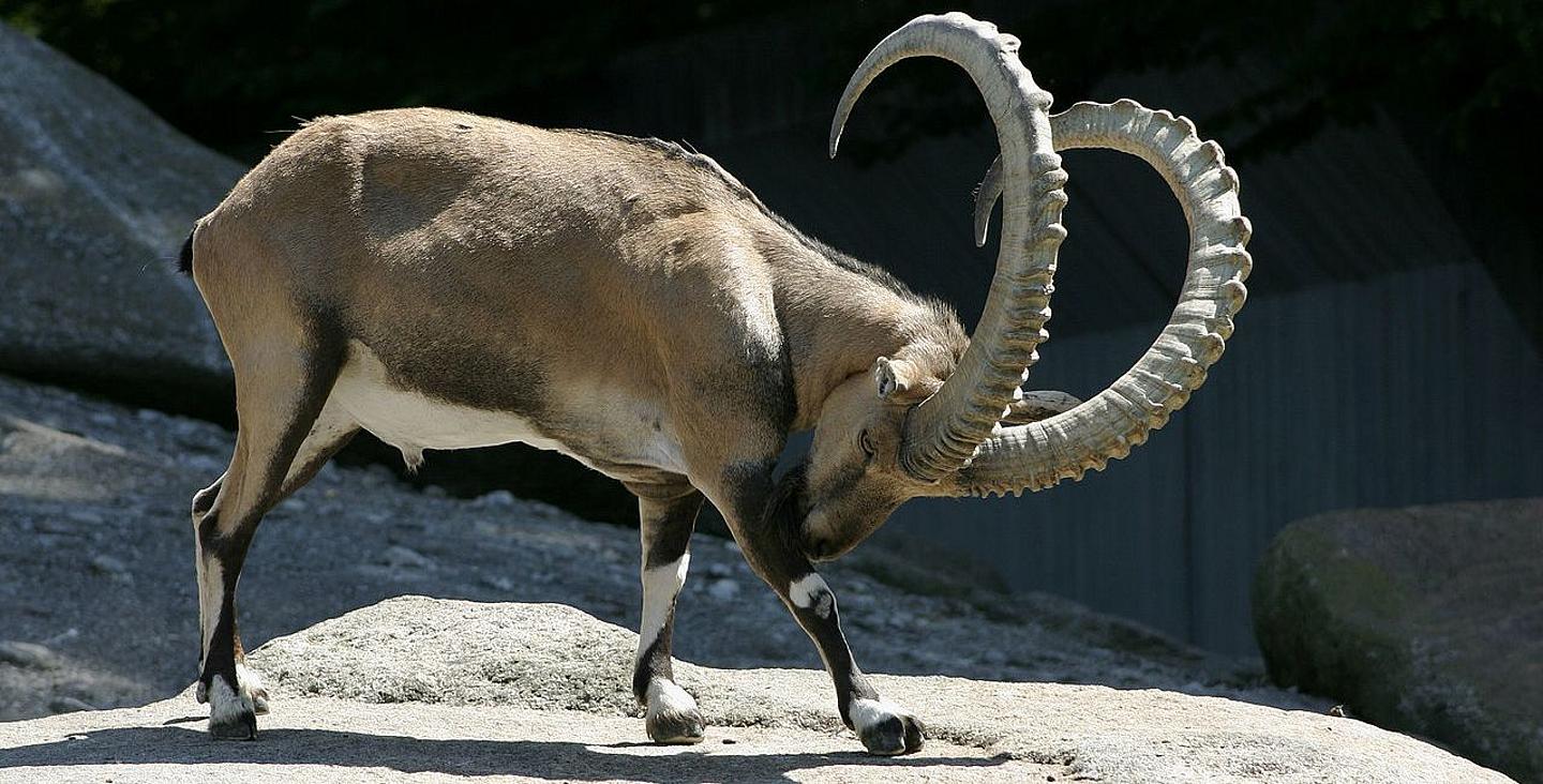 Ein syrischer Steinbock 