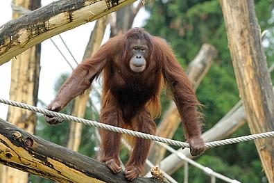 Orang-Utan-klettert-im Zoo