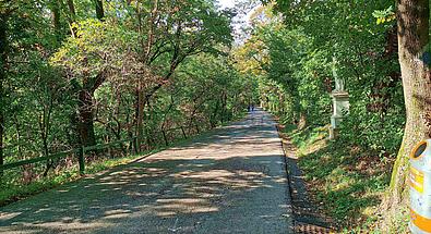 Eine asphaltierte Straße mit einem grünen Geländer verläuft durch einen Wald.