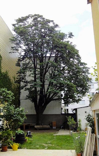 Großer Baum ausgelichtet