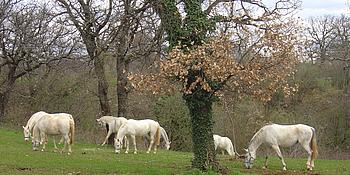 Lipizzanerherde auf der Weide