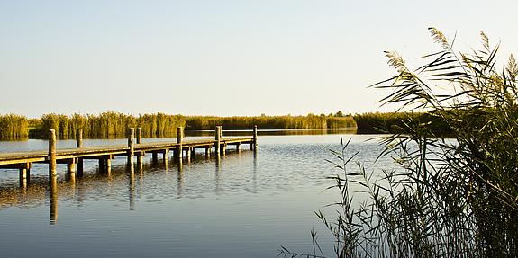 Der Neusiedler See mit Steg an einem sonnigen Tag