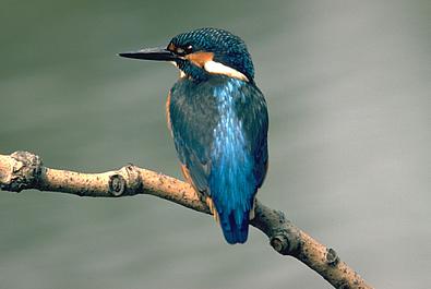 Ein blau-orangener Vogel auf einem Ast