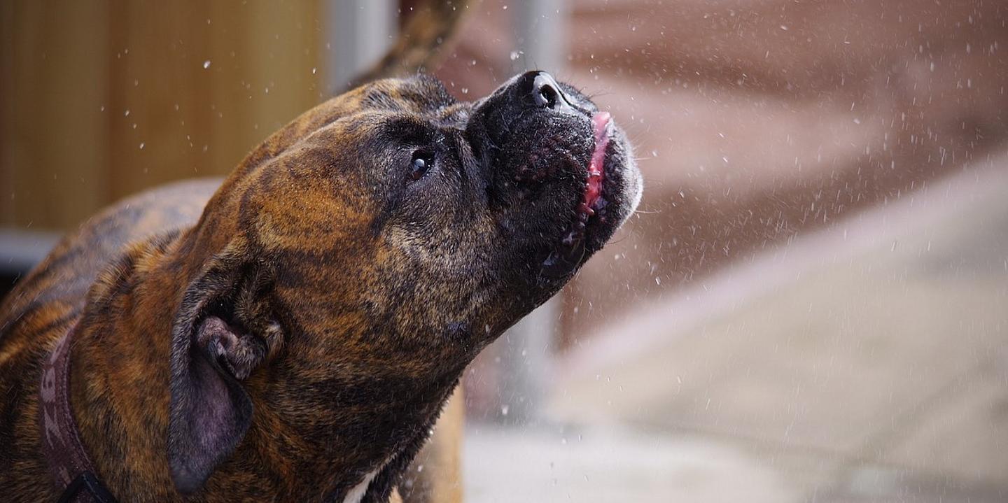 Boxer Gesicht