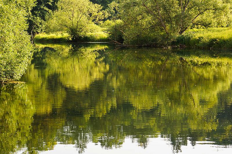 Grüne Bäume bei der Donau