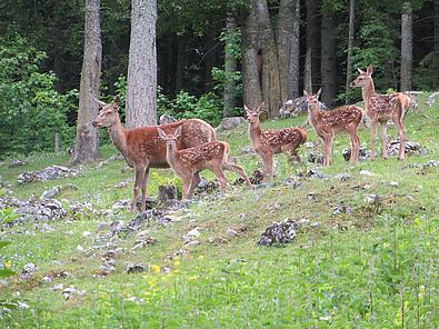 Hirschenmutter mit Jungtieren