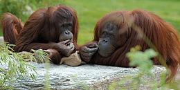 Orang-Utans-Tiergarten-Schönbrunn