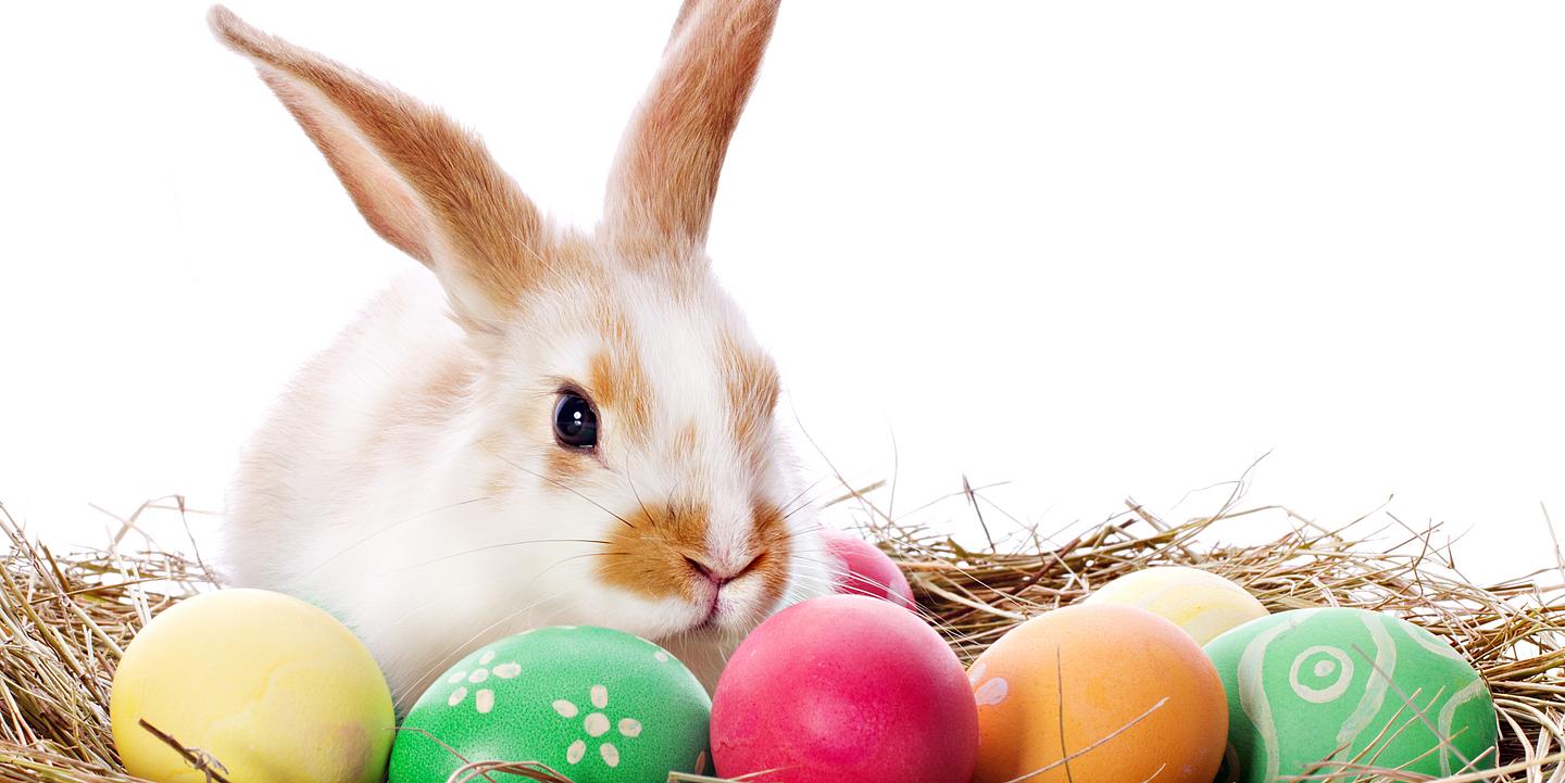 Weiß brauner Hase sitzend in einem Nest mit bunten Ostereiern