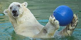 Eisbär-mit-Ball-im-Wasserbecken-in-Schönbrunn