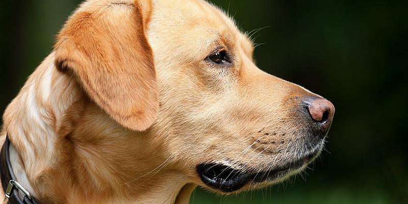 Labrador Gesicht