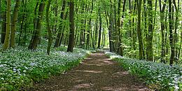 Waldweg mit viel Bärlauch am Rand