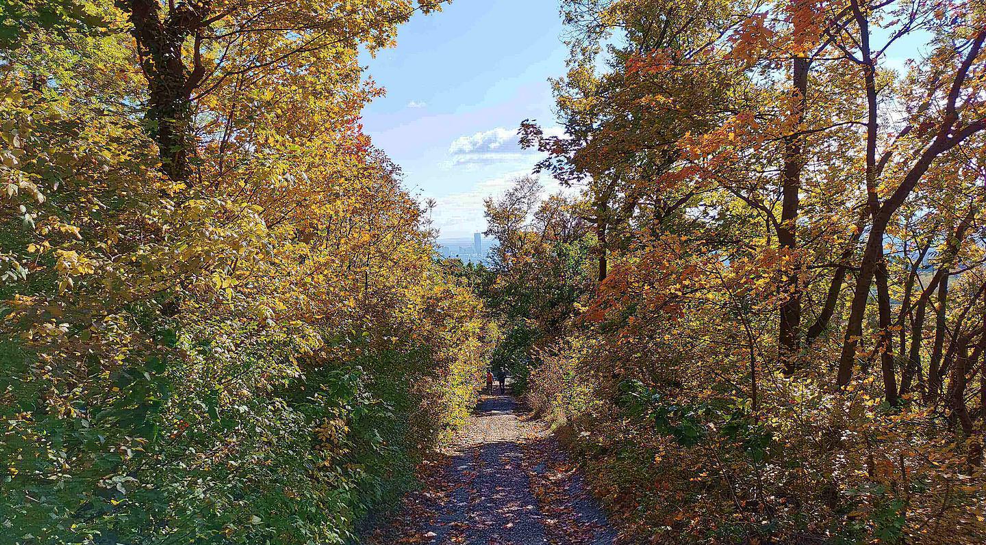 Ein enger Weg, welcher mit buntem Laub bedeckt ist, führt durch einen herbstlichen Wald