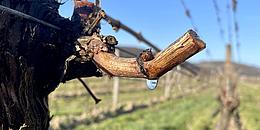 Rebwasser tropft von einem Weinstock