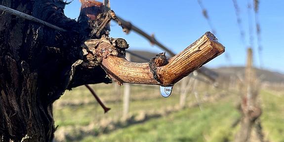 Rebwasser tropft von einem Weinstock