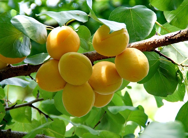 Marillen auf einem Baum