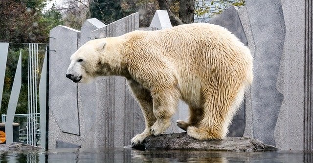 Ein Eisbär steht auf einem kleinen Fels im Wasser