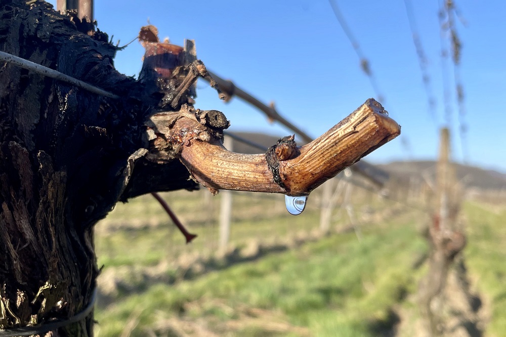 Rebwasser tropft von einem Weinstock