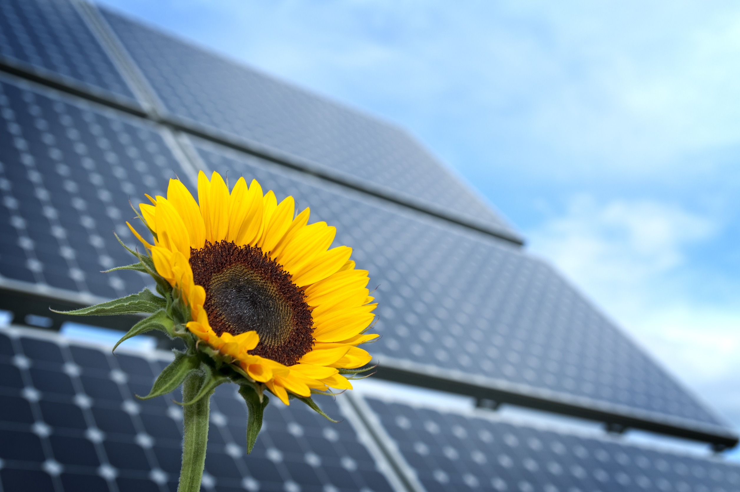 Sonnenblume vor einer PV-Anlage