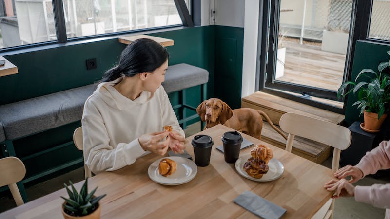 Frau sitzt an einem Tisch mit Mehlspeisen und Kaffee. Sie schaut zu einem braunen Hund mit Schlappohren (Rassse wahrscheinlich ein Kurzhaariger Ungarischer Vorstehhund)