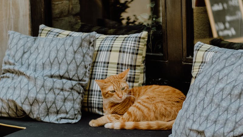 Katze mit rotem Fell liegt auf einem Café-Sofa mit dekorativen Postern.