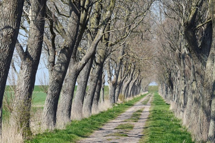 Eine Allee von Bäumen