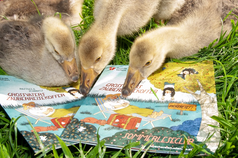 Kleine Enten auf Comic-Heften