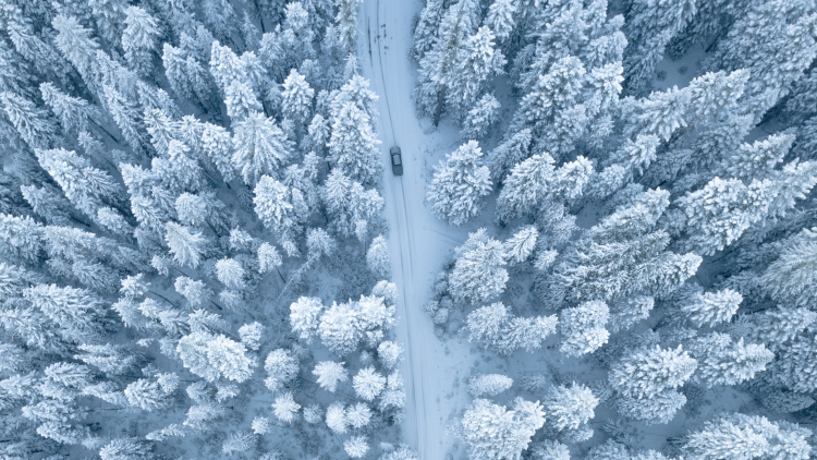 Diese Bäume müssen nicht mit Schnee bedeckt sein. An Eistagen hält sich Raureif oft sehr lange.