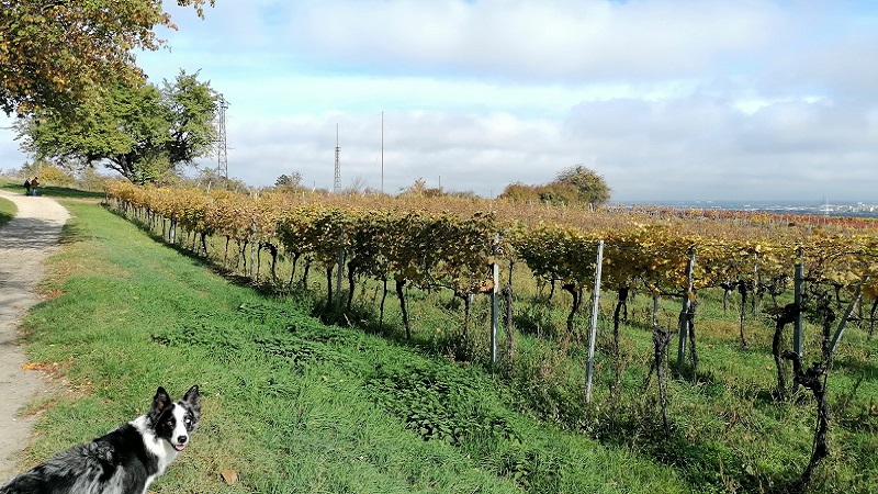 Weinberge entlang des Stadtwanderwegs 7