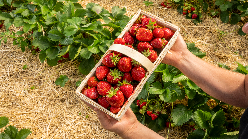 Mann hält Erdbeeren in einem Körbchen