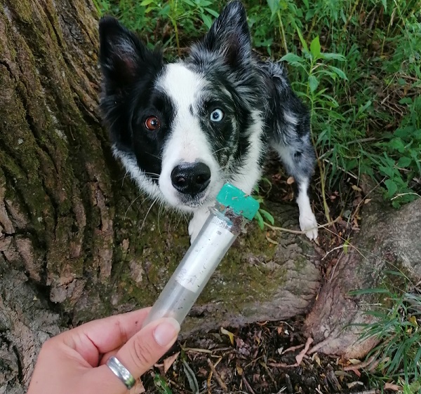 Hund schaut schielend auf Röhrchen in Hand